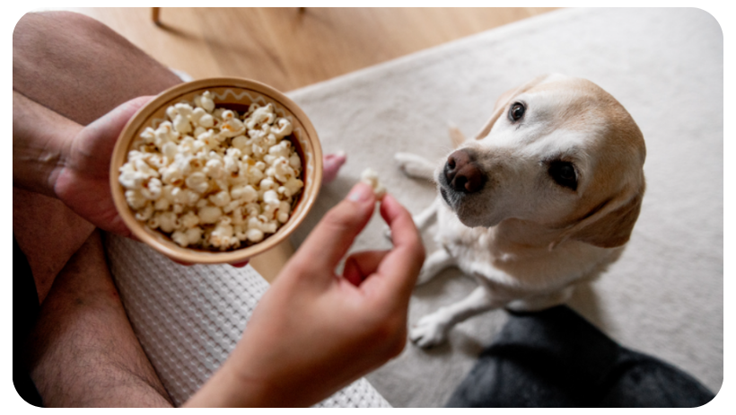 toxic food for dogs popcorn
